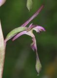 Himantoglossum formosum. Цветок. Дагестан, окр. Махачкалы, хр. Нарат-Тюбе, дубовый лес. 11 июня 2021 г.