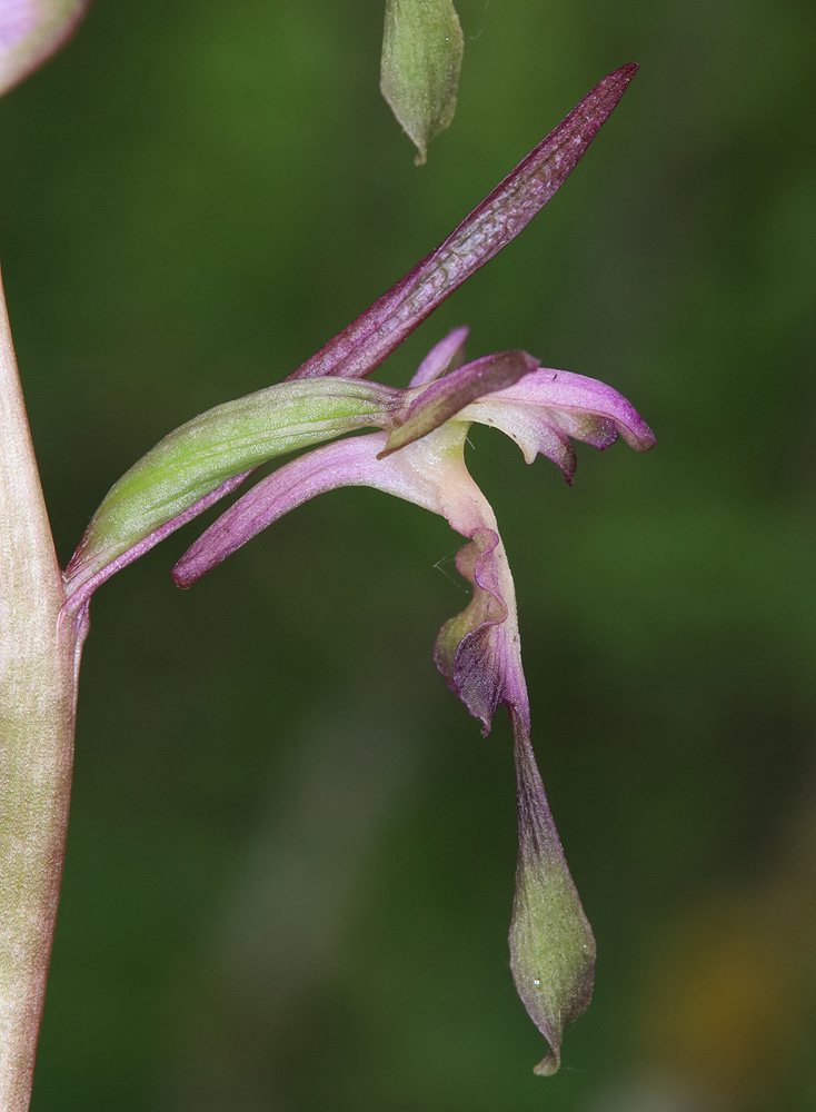 Image of Himantoglossum formosum specimen.