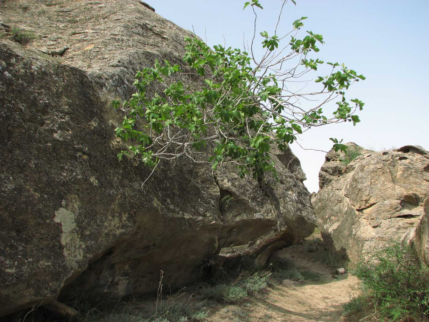 Image of Ficus carica specimen.