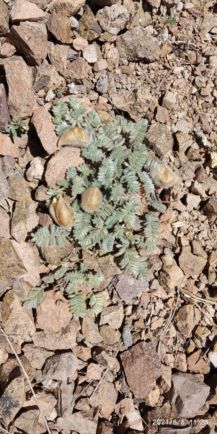 Image of Oxytropis fedtschenkoana specimen.