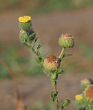 Pulicaria vulgaris