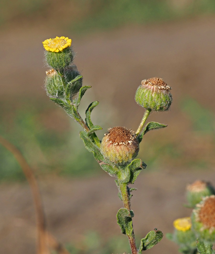 Изображение особи Pulicaria vulgaris.