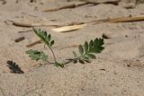 Tanacetum vulgare. Молодое растение. Ленинградская обл., Ломоносовский р-н, окр. дер. Шепелёво, Батарейная бухта, песчаный пляж, зона заплеска. 17.07.2021.