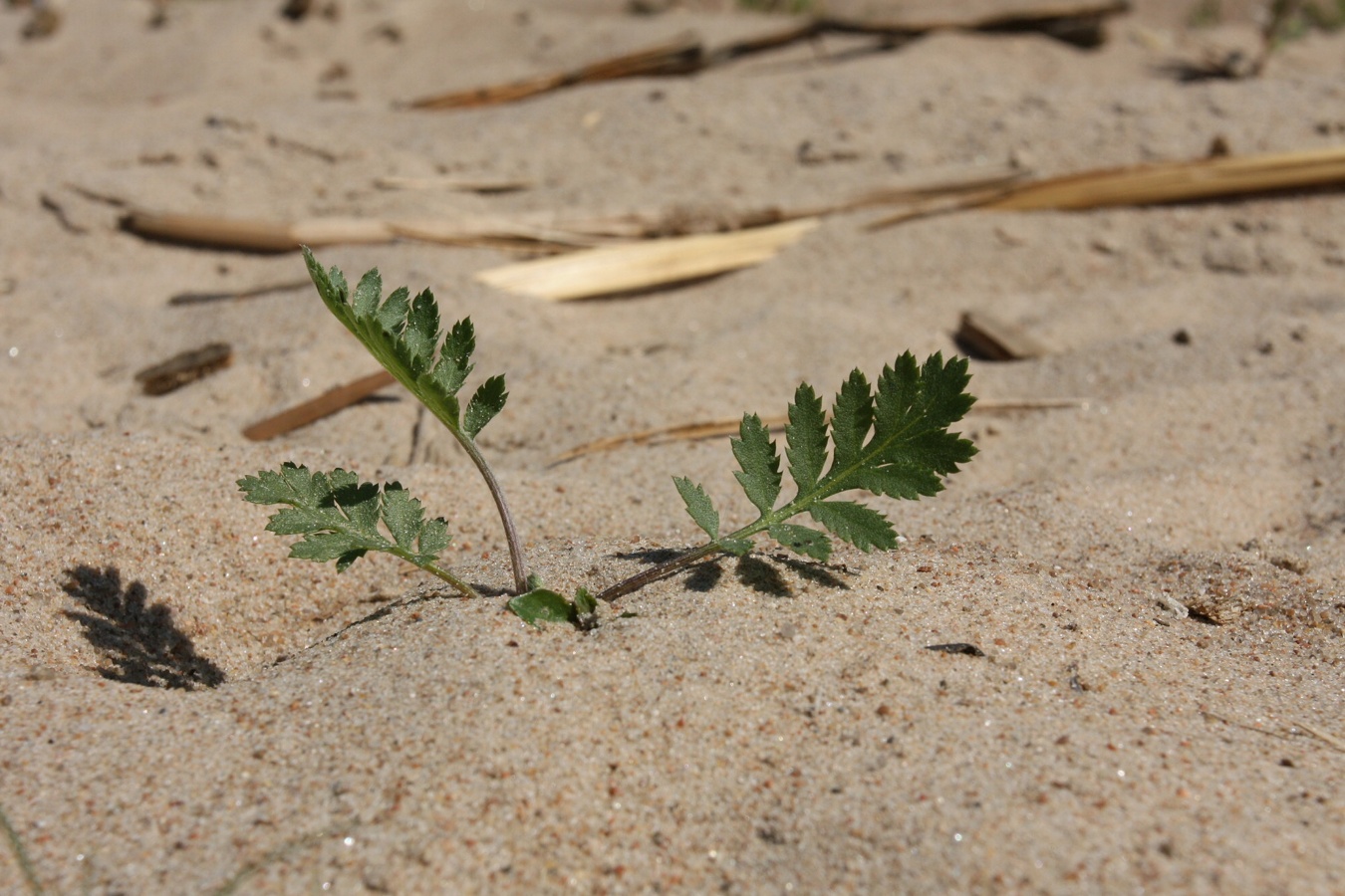 Image of Tanacetum vulgare specimen.