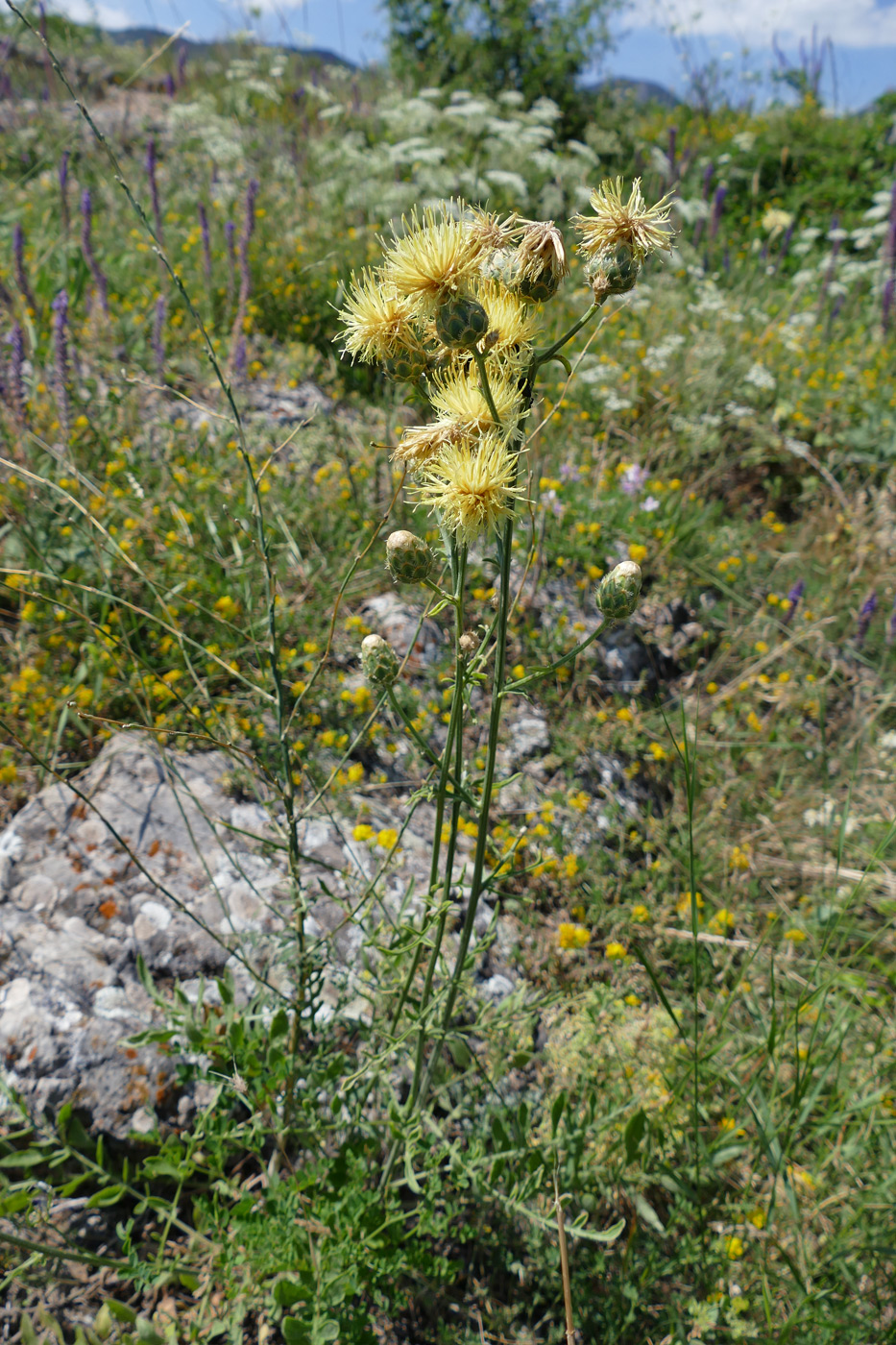 Изображение особи Centaurea salonitana.