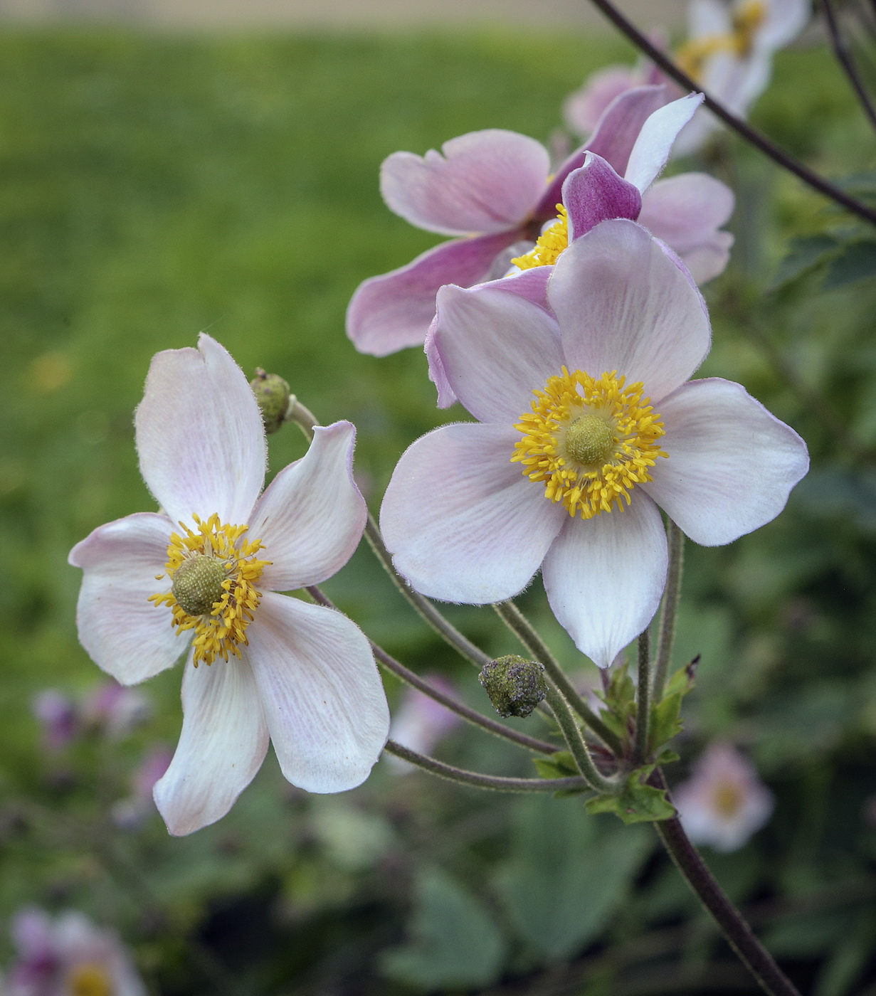 Изображение особи Anemone hupehensis.