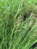 genus Carex. Мужские и женские соцветия. Хабаровский край, р-н им. Лазо, дер. Соколовка, дол. р. Кия, местами заболоченный лугй. 01.06.2013.
