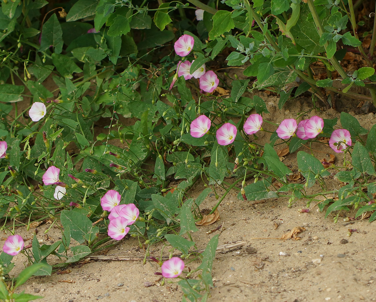 Изображение особи Convolvulus arvensis.