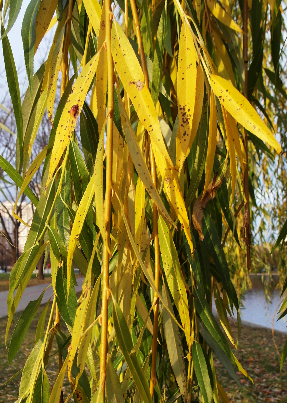 Image of Salix &times; sepulcralis specimen.