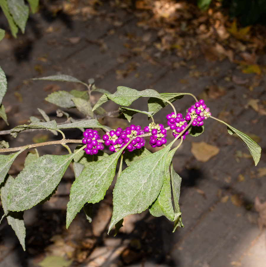 Изображение особи Callicarpa americana.