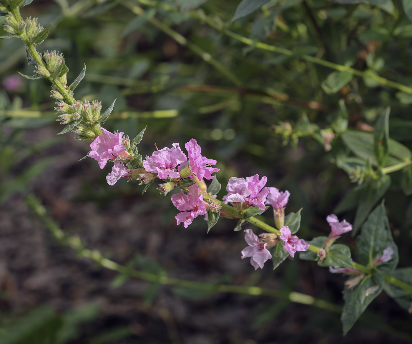 Image of Lythrum salicaria specimen.