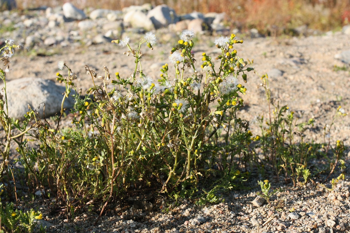 Image of Senecio vulgaris specimen.