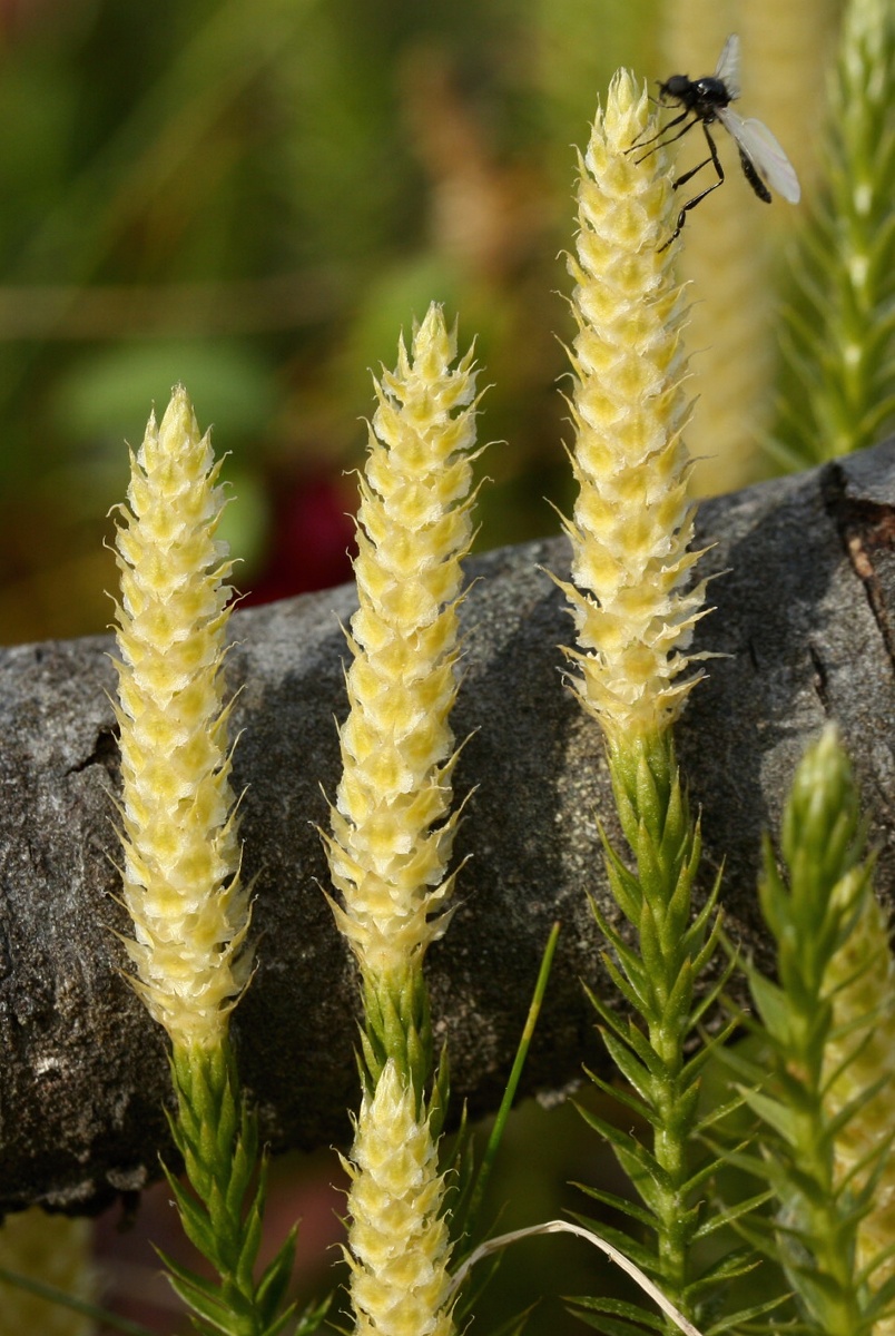 Изображение особи Lycopodium annotinum.