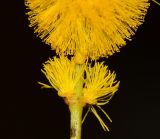 Image of taxon representative. Author is Татьяна Мальчинская