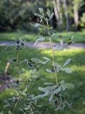 семейство Fabaceae. Верхушка побега. Москва, ГБС, дендрарий. 31.08.2021.