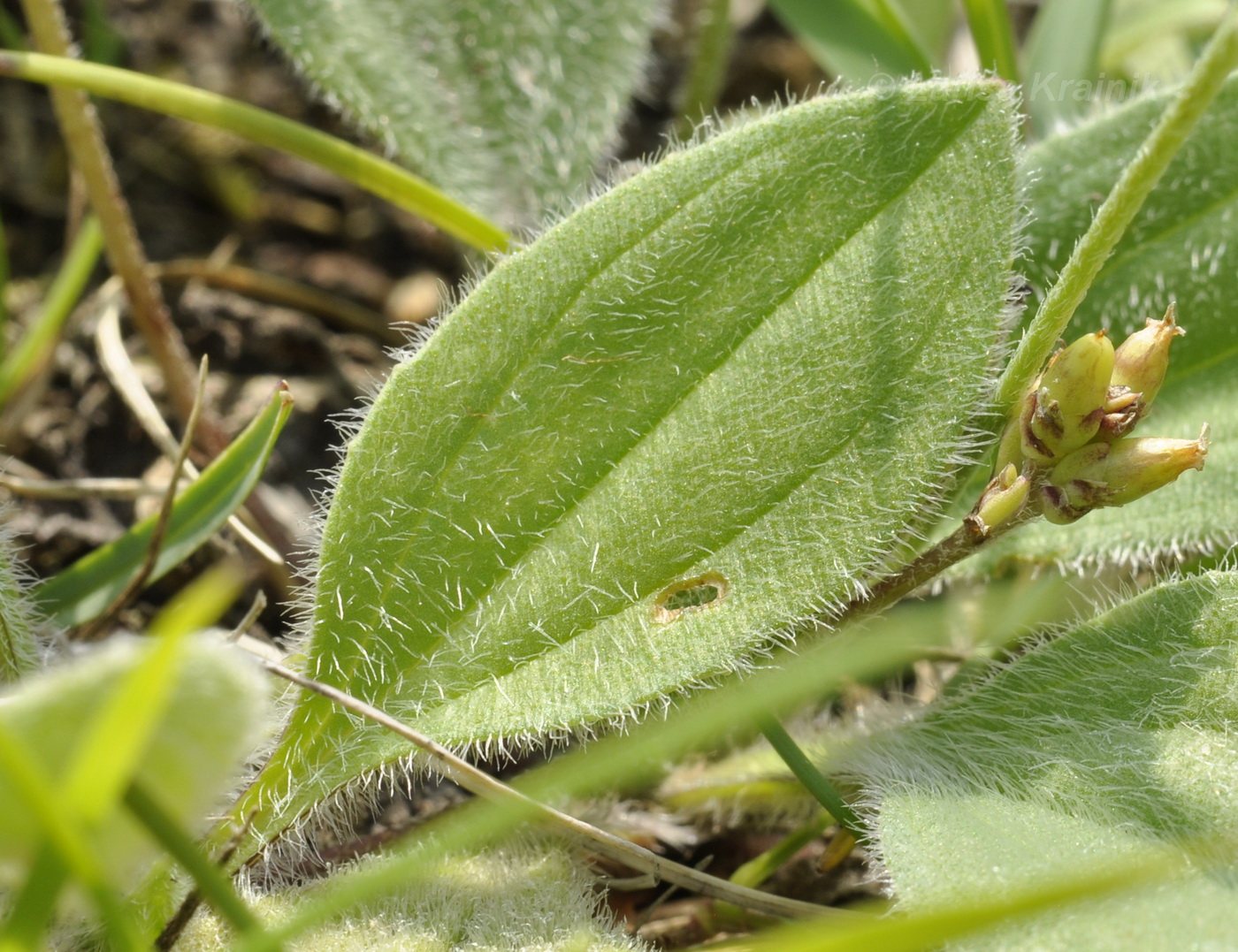 Изображение особи Plantago camtschatica.