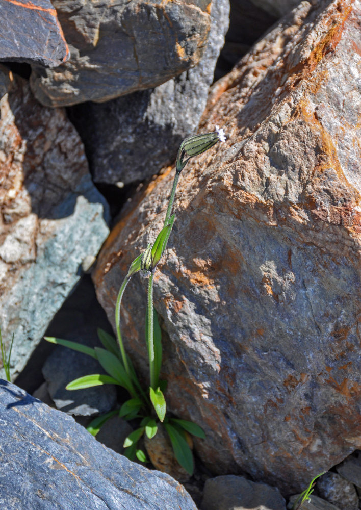 Изображение особи Gastrolychnis gonosperma.