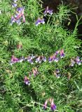 Vicia subvillosa