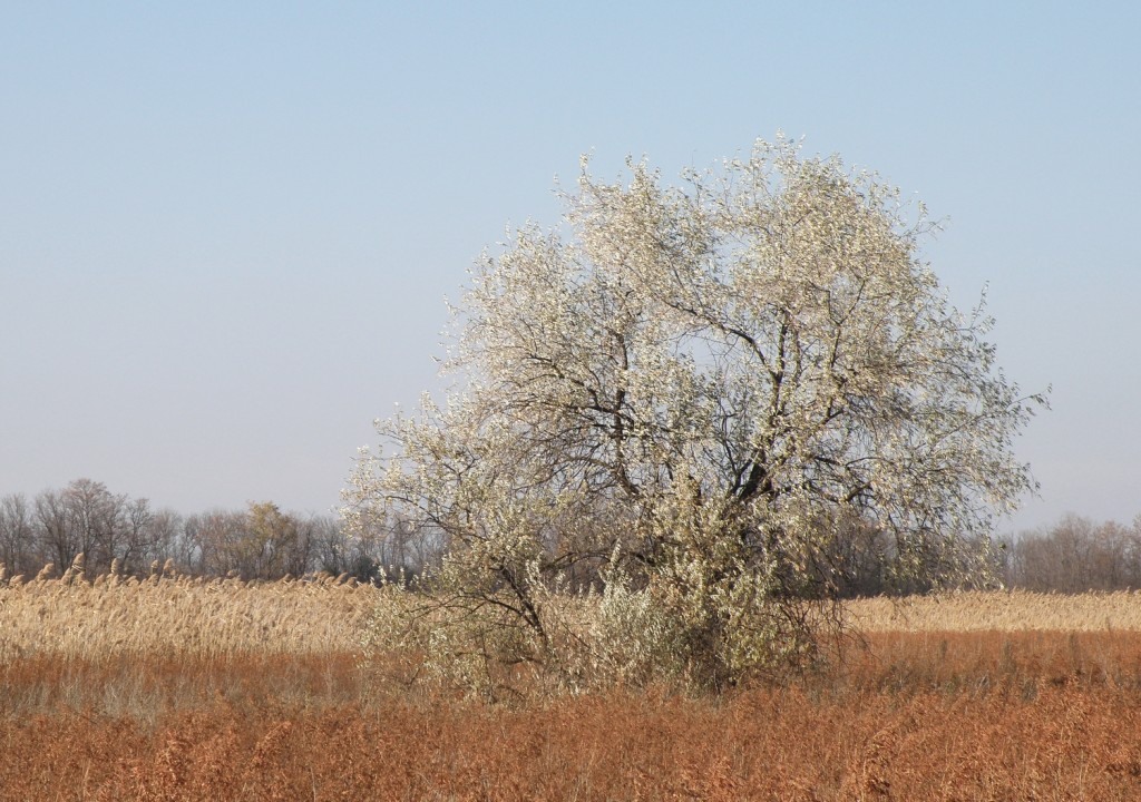 Image of Elaeagnus angustifolia specimen.