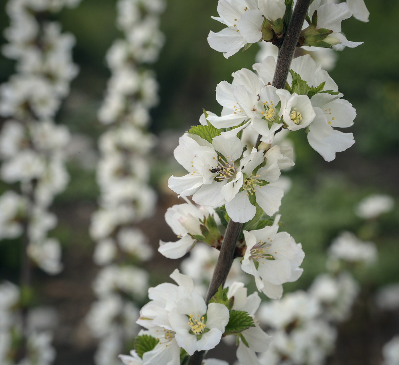 Изображение особи Cerasus tomentosa.