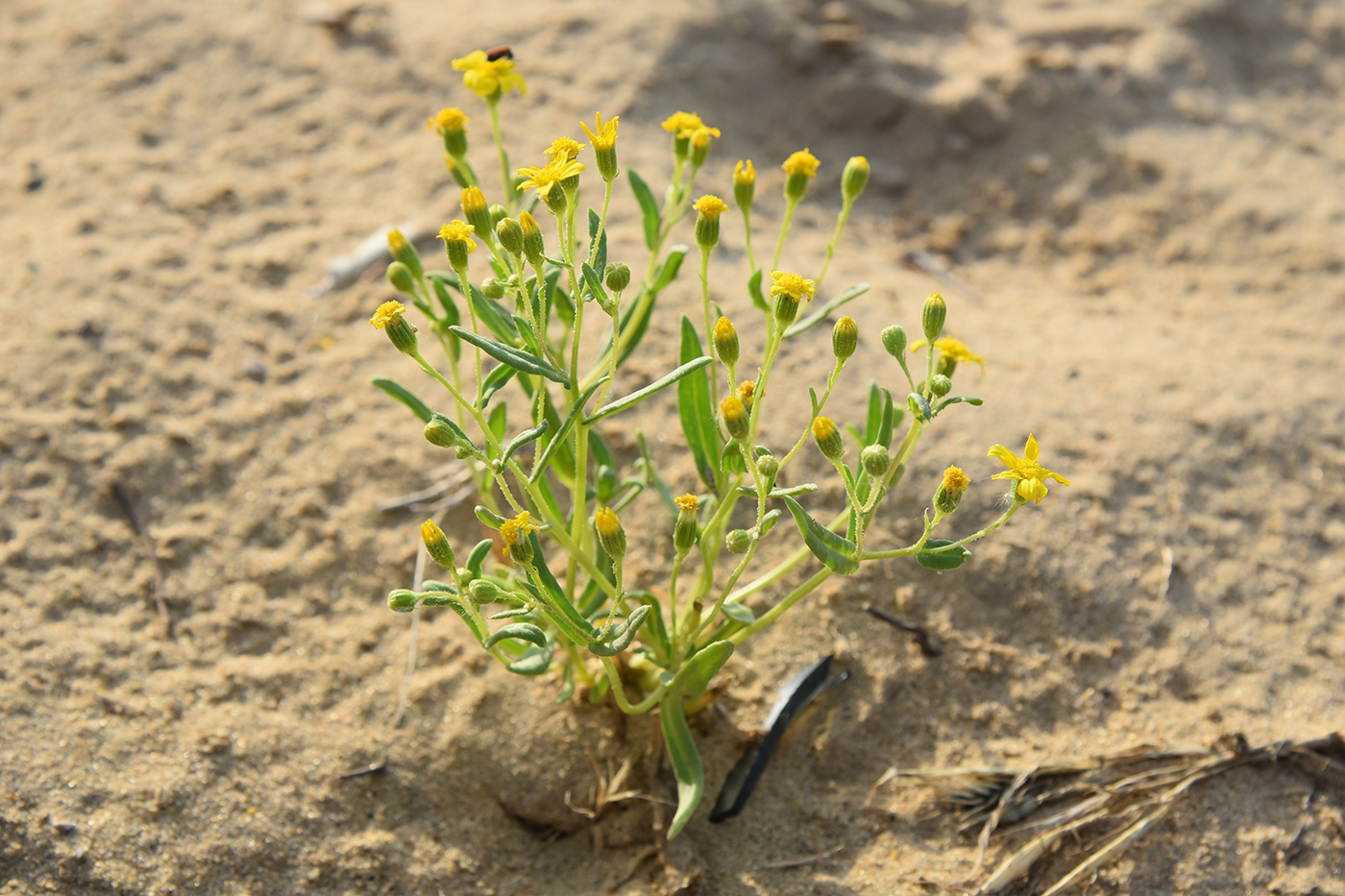 Image of Senecio subdentatus specimen.