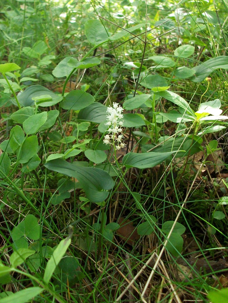 Image of Maianthemum bifolium specimen.