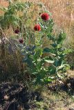 Echinops amplexicaulis