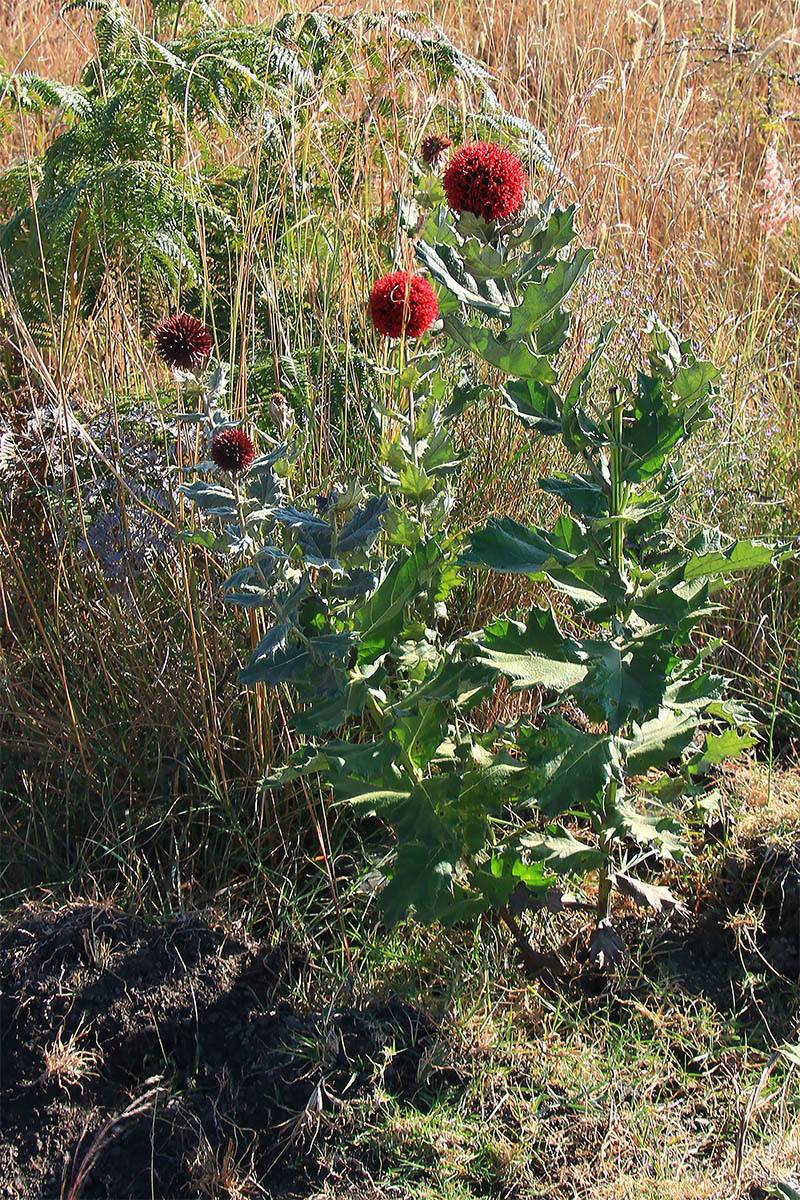 Изображение особи Echinops amplexicaulis.