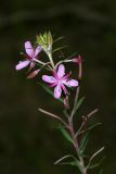 Chamaenerion colchicum. Верхушка цветущего растения. Республика Абхазия, р. Кяласур. 23.08.2009.