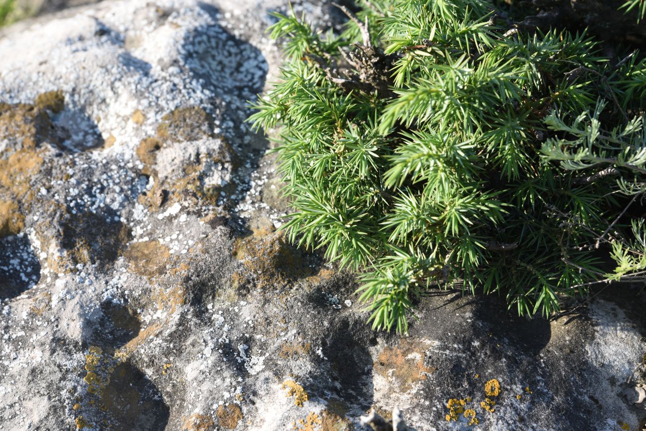 Image of Juniperus oblonga specimen.