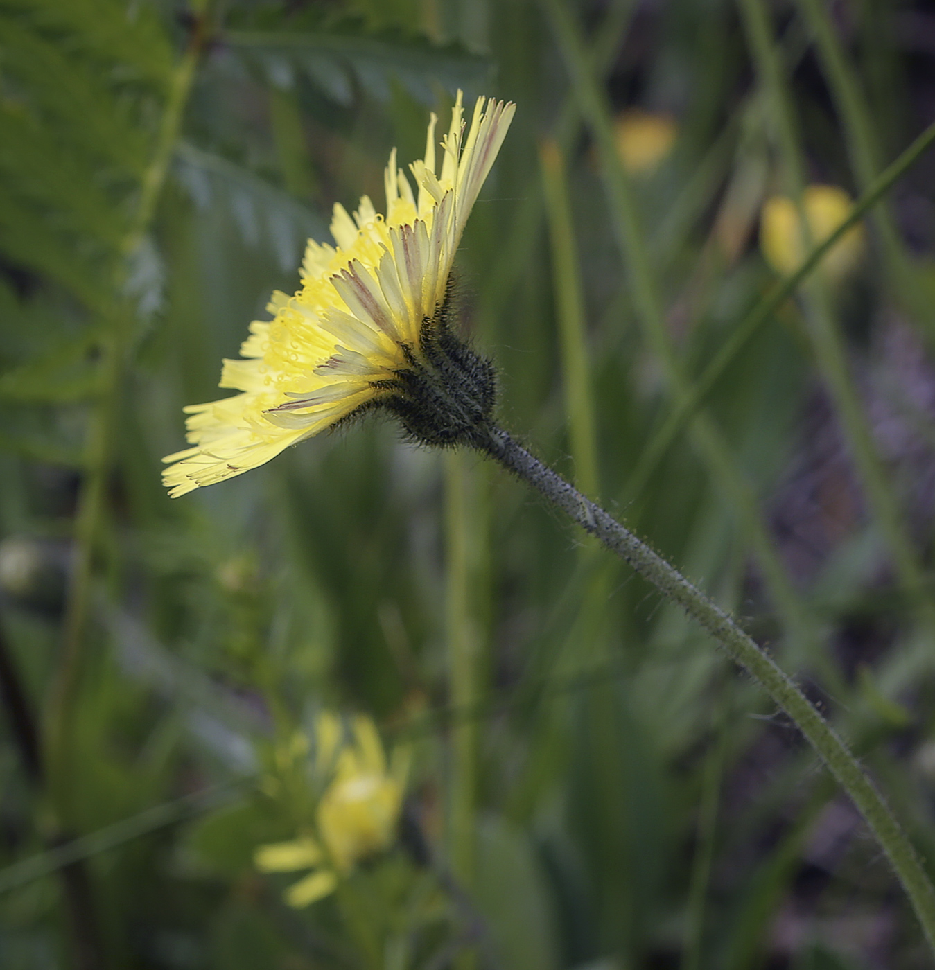 Изображение особи Pilosella officinarum.