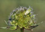 Knautia arvensis