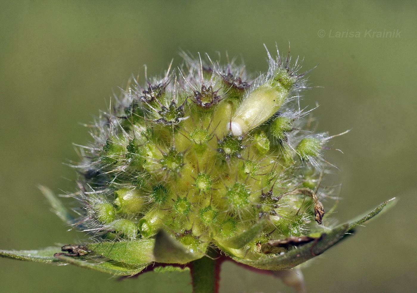 Image of Knautia arvensis specimen.