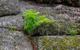 Athyrium filix-femina