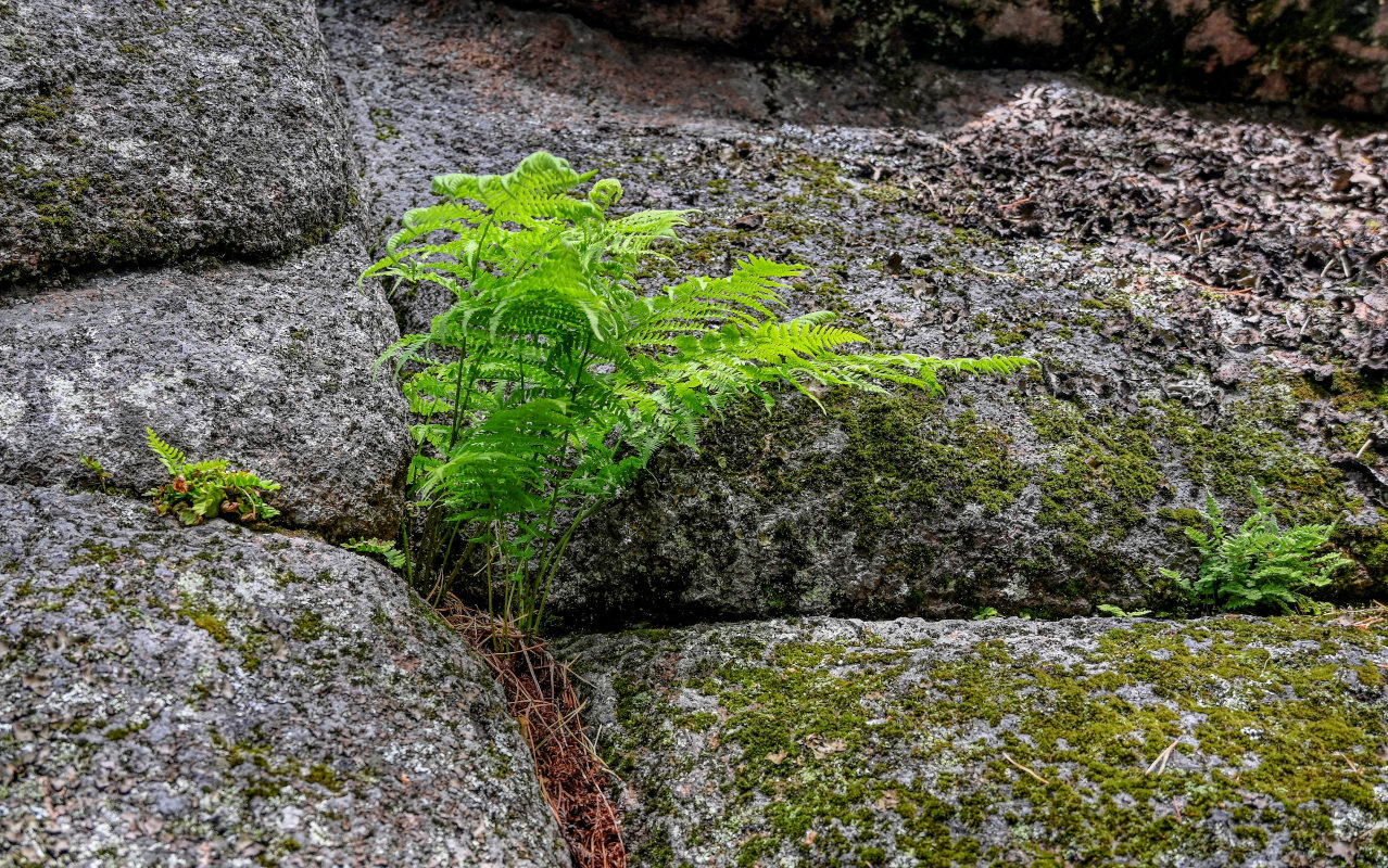 Image of Athyrium filix-femina specimen.