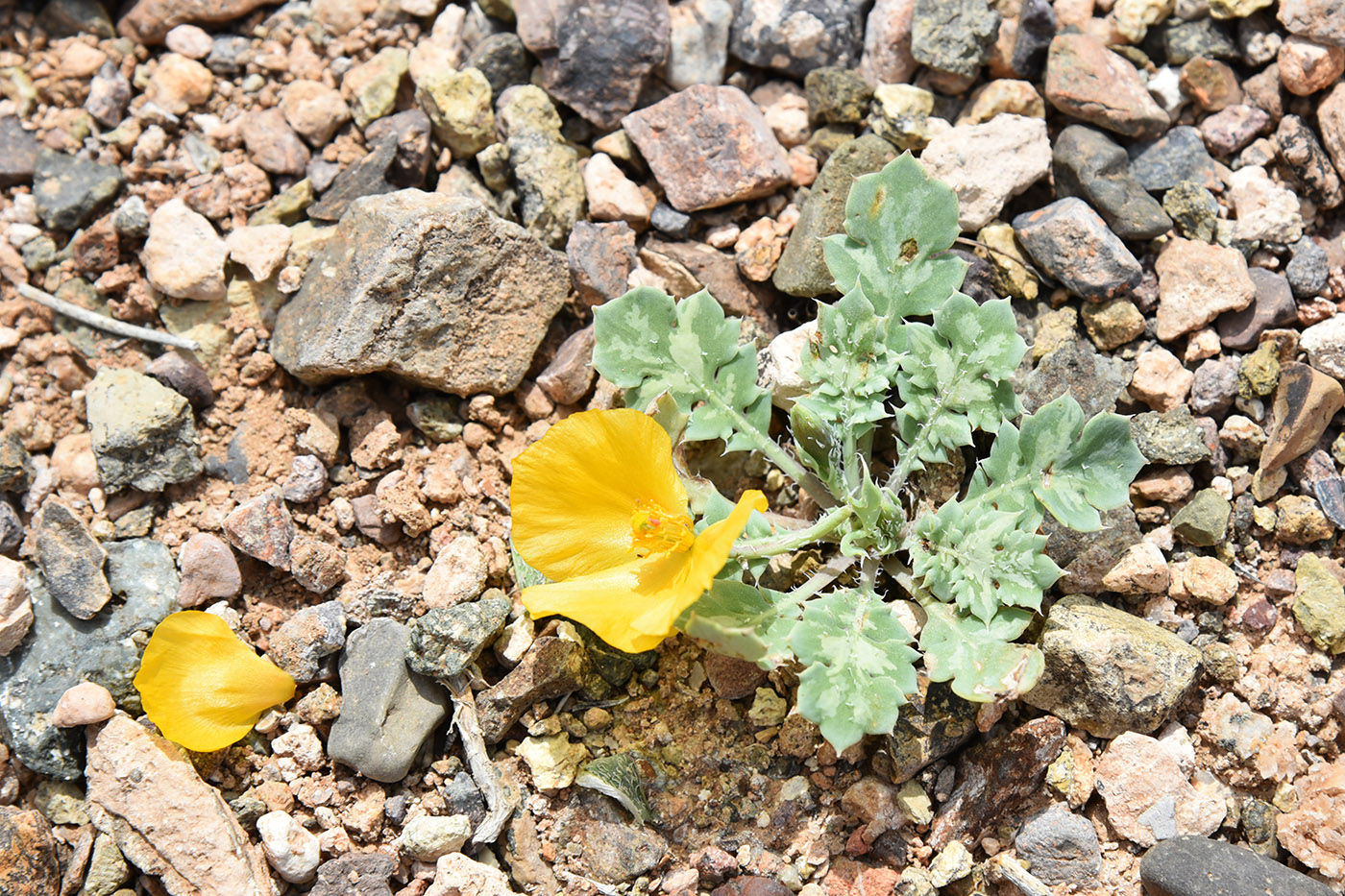 Image of Glaucium squamigerum specimen.