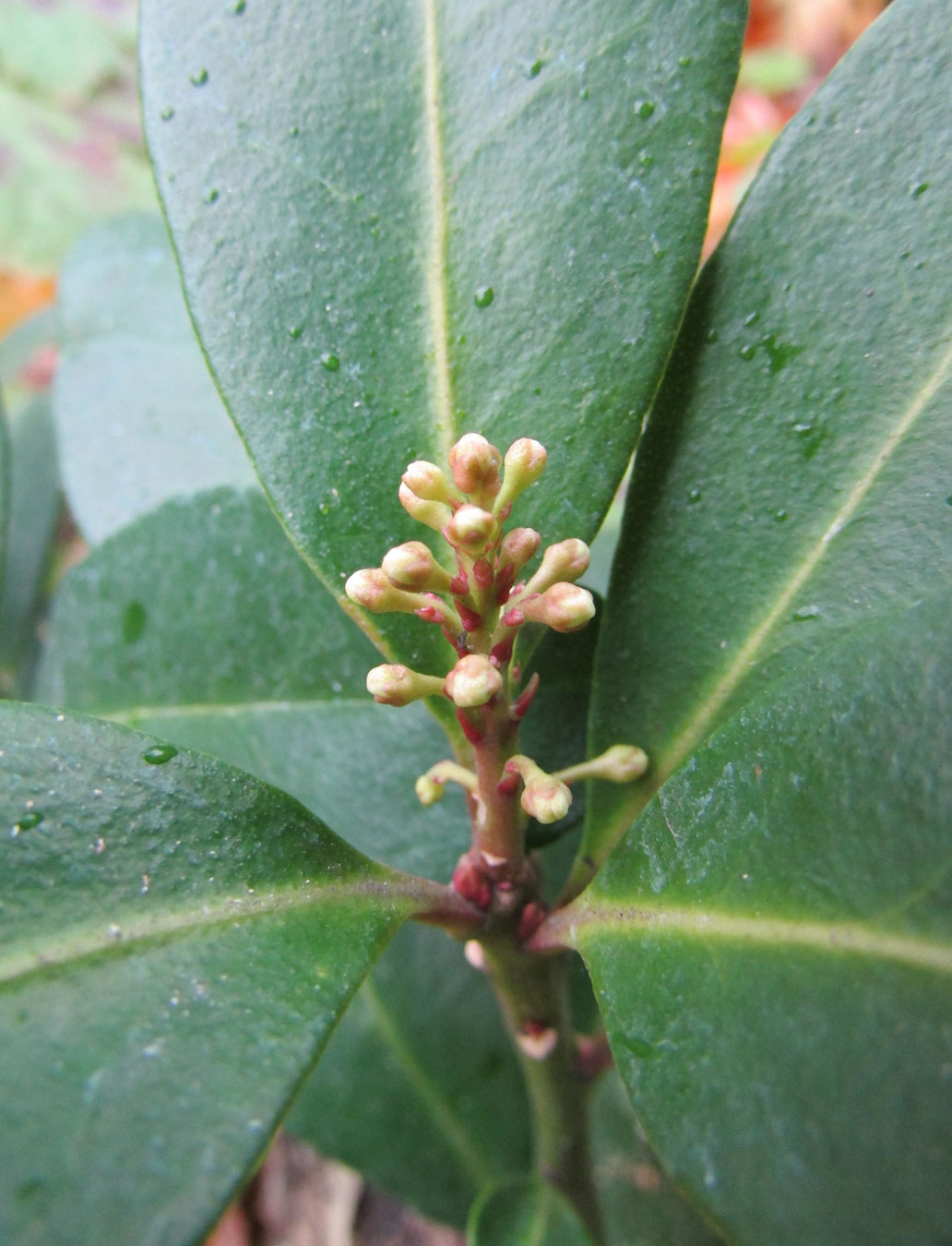 Изображение особи Skimmia repens.