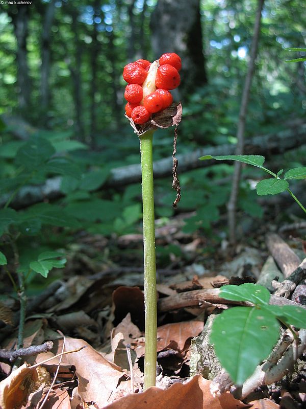 Изображение особи Arum orientale.