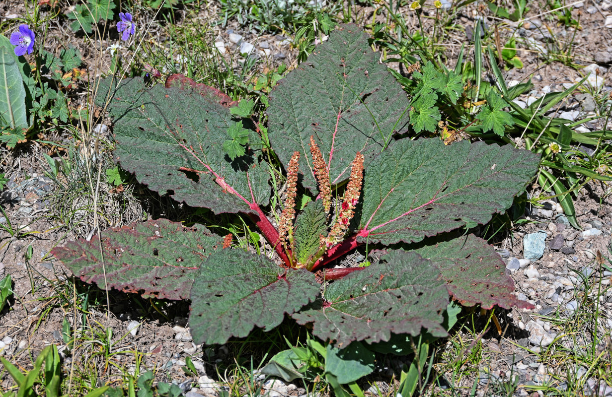 Image of Rheum spiciforme specimen.
