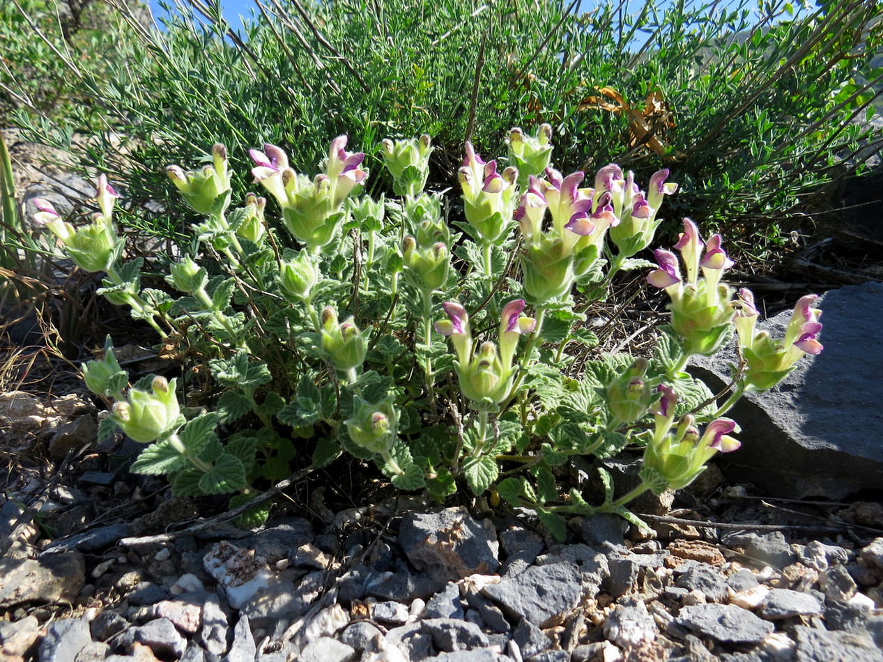 Image of Scutellaria karatavica specimen.