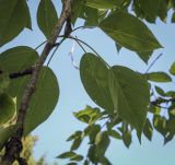 род Populus. Часть веточки (видна абаксиальная поверхность листьев). Ярославская обл., г. Переславль-Залесский, дендрологический парк им. С. Ф. Харитонова, в культуре. 12.06.2022.