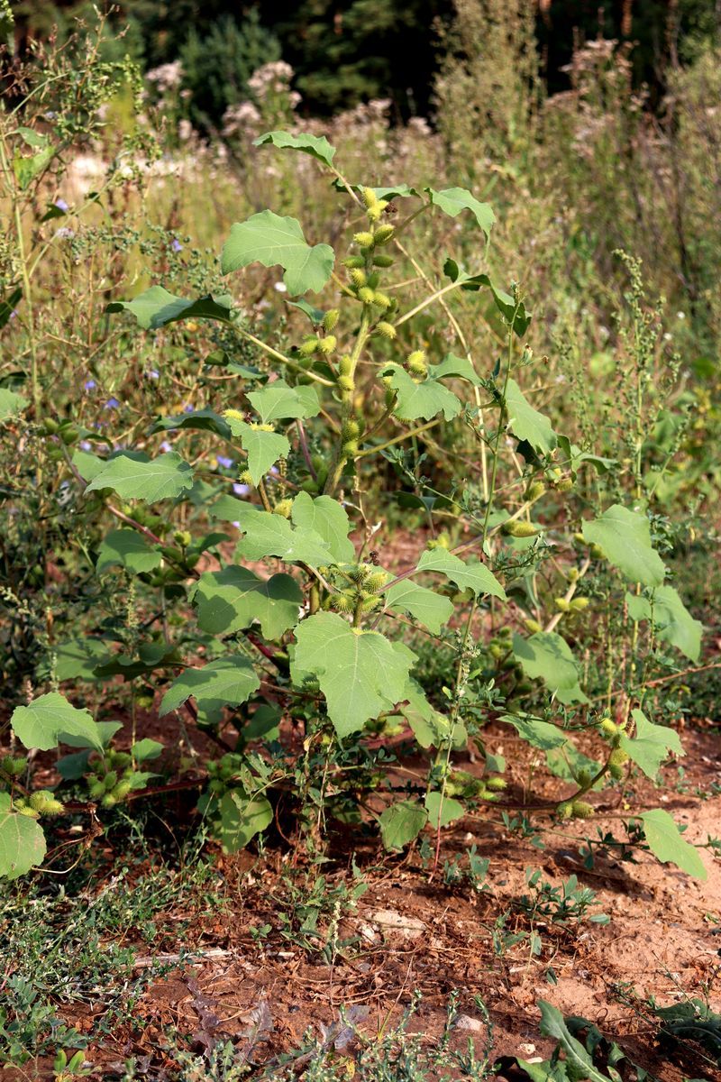 Image of Xanthium orientale specimen.