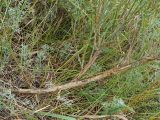 Astragalus varius. Деревянистое основание растения. Ульяновская обл., Новомалыклинский р-н, окр. пос. Средняя Якушка, дол. р. Бол. Авраль, надпойменная терраса, остепнённый луг, пастбище. 31.07.2022.