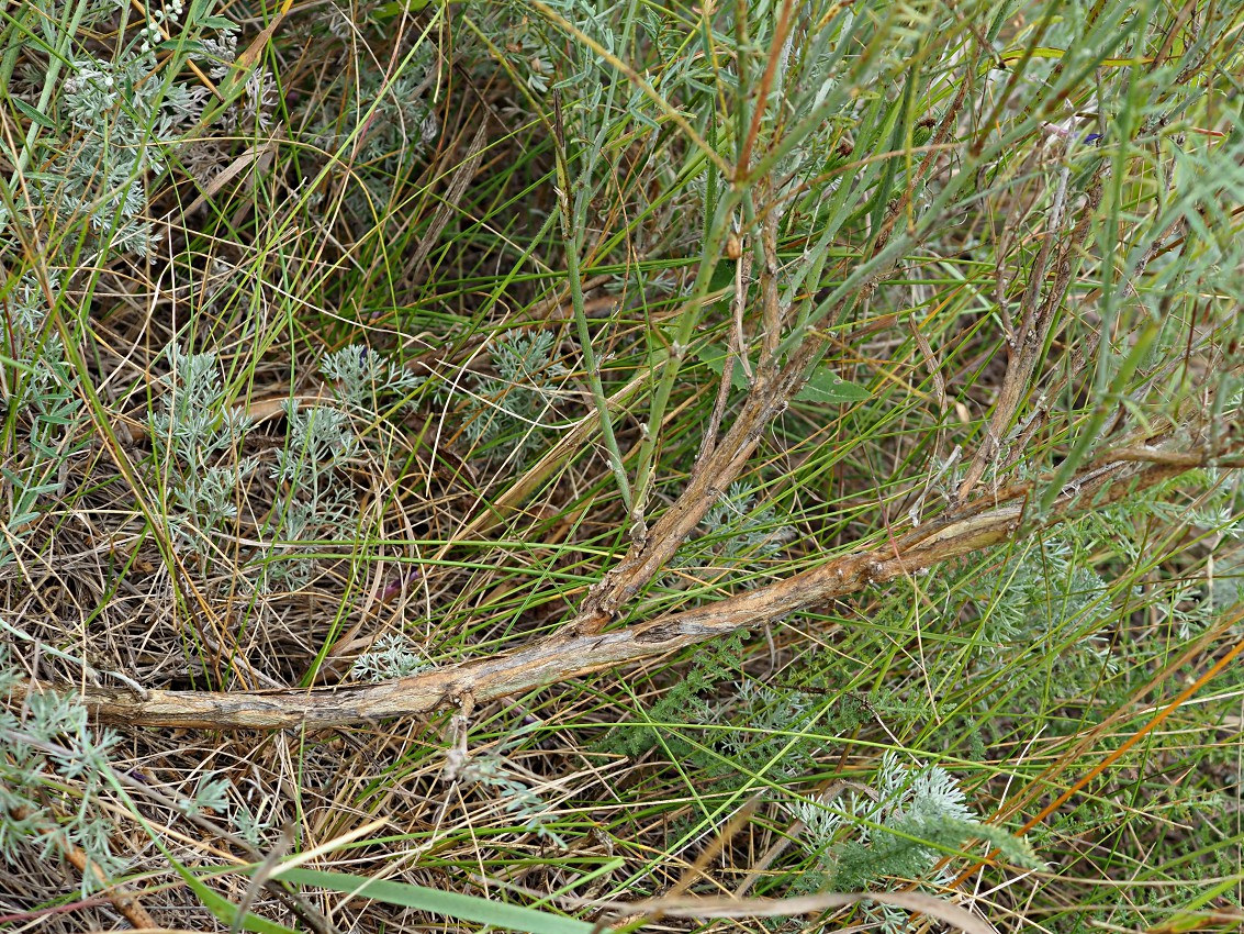 Image of Astragalus varius specimen.