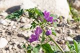 Malva sylvestris