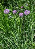 Allium hymenorhizum