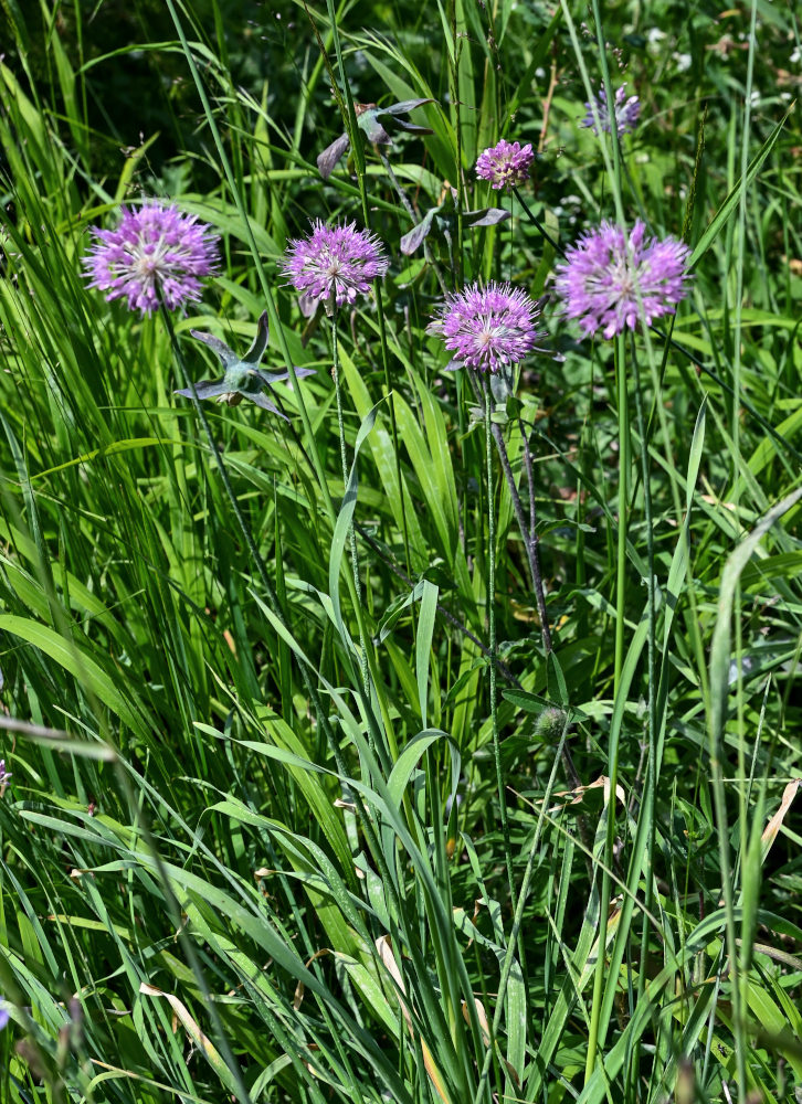 Image of Allium hymenorhizum specimen.