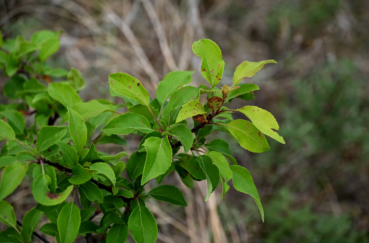 Изображение особи Rhamnus cathartica.