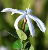 Jasminum multipartitum