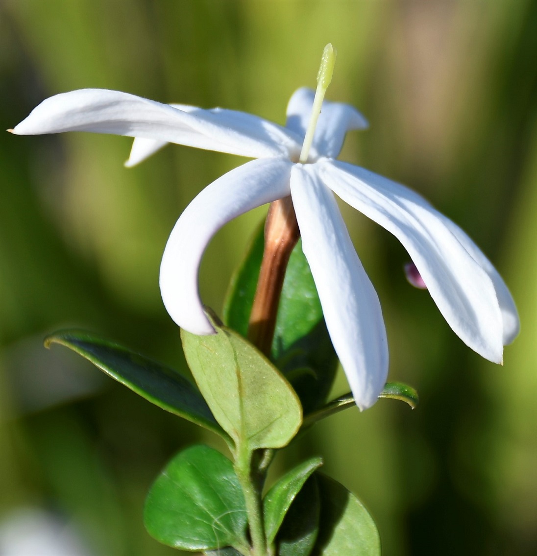Image of Jasminum multipartitum specimen.